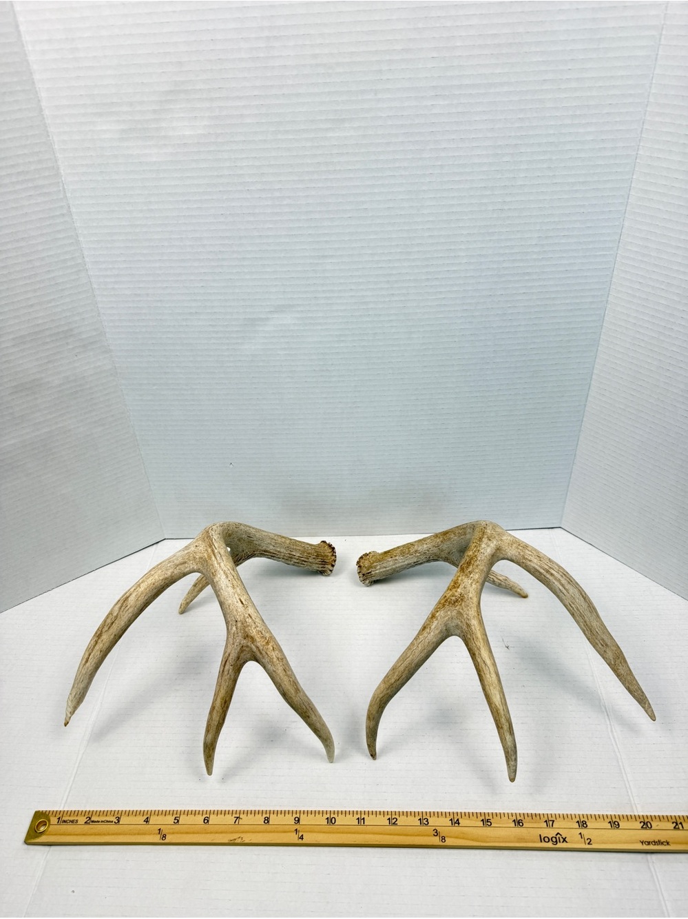 Authentic Naturally Shed Whitetail Deer Antlers 1 Pair